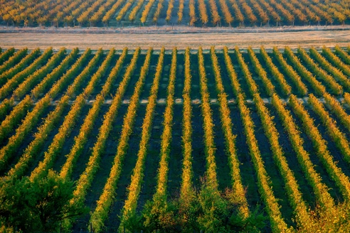 Especialistas en tratamientos fitosanitarios y fertilizantes con drones